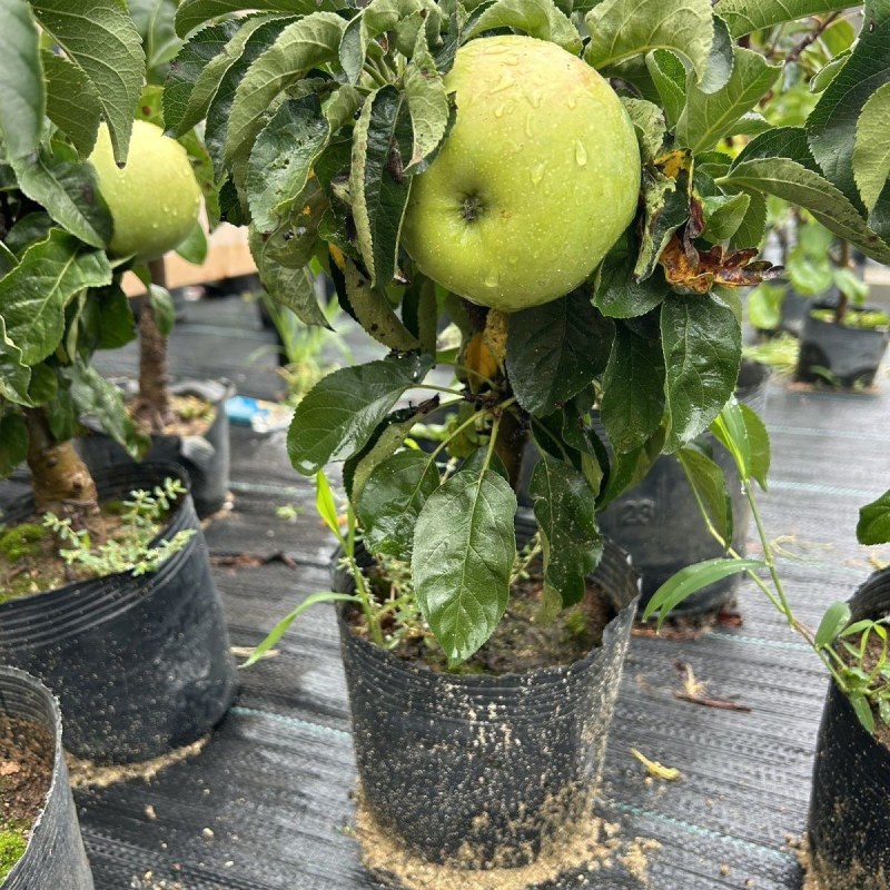 带花带果发货苹果树苗嫁接红富士盆栽地栽苗南北方种植耐寒旱