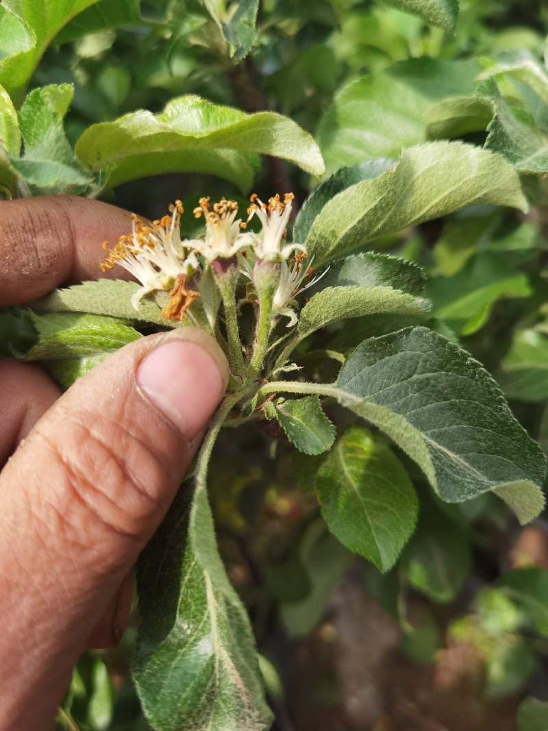 带花带果发货苹果树苗嫁接红富士盆栽地栽苗南北方种植耐寒旱