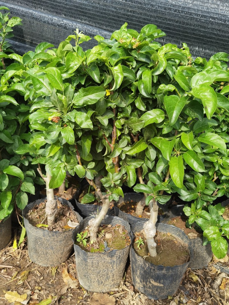 带花带果发货苹果树苗嫁接红富士盆栽地栽苗南北方种植耐寒旱