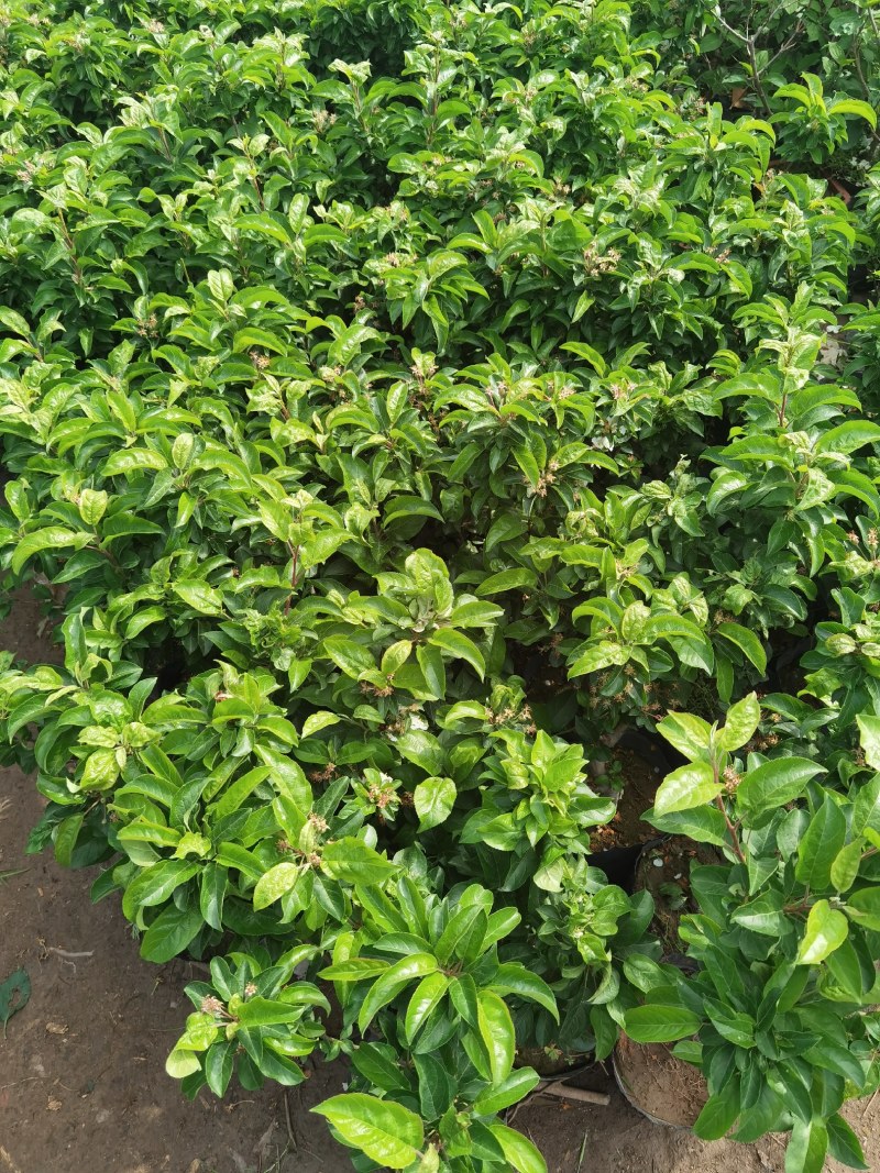 带花带果发货苹果树苗嫁接红富士盆栽地栽苗南北方种植耐寒旱