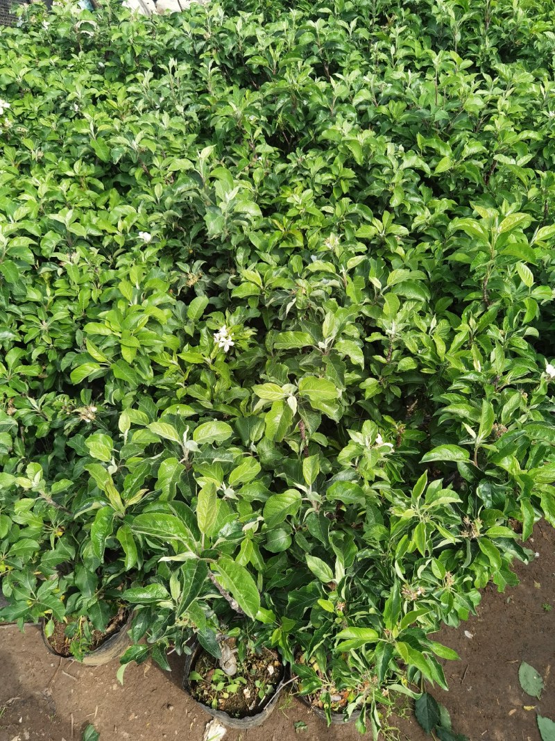 带花带果发货苹果树苗嫁接红富士盆栽地栽苗南北方种植耐寒旱