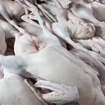 黑棕鹅