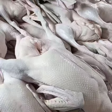 黑棕鹅