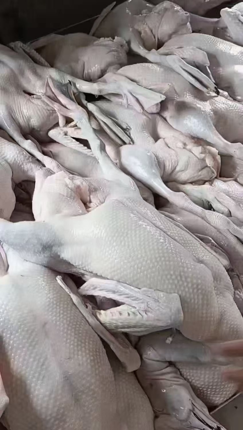 黑棕鹅