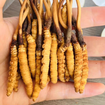高海拔冬虫夏草鲜草2026新鲜虫草西藏虫草高海拔采挖直销