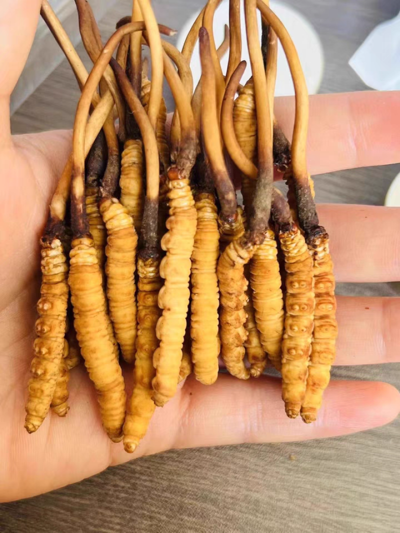 高海拔冬虫夏草鲜草2026新鲜虫草西藏虫草高海拔采挖直销