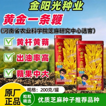 黄金一条鞭白芝麻种子单杆节节高抗病黄杆黄蒴高油量耐旱芝麻