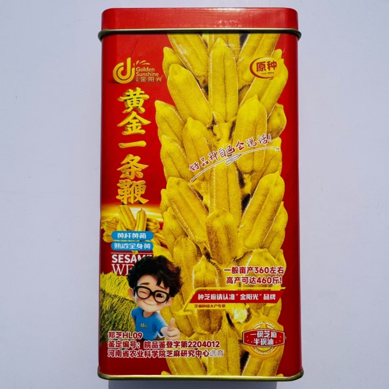 黄金一条鞭白芝麻种子单杆节节高抗病黄杆黄蒴高油量耐旱芝麻