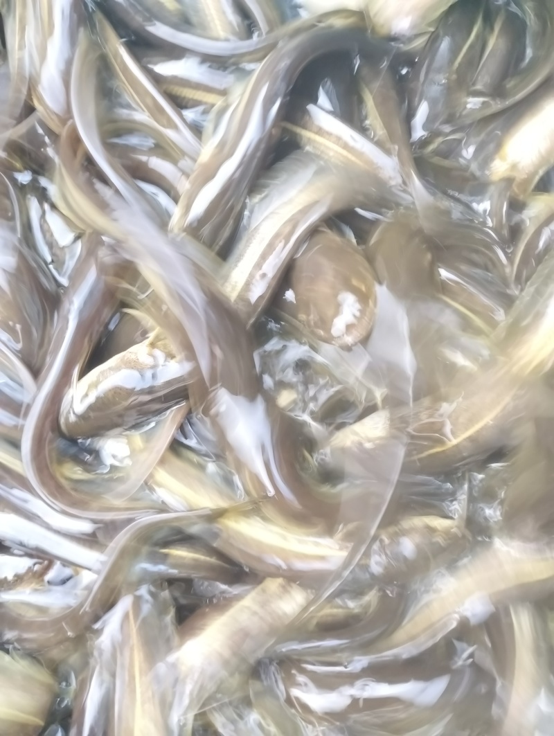 大口鲢，江鲢