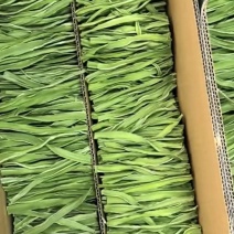 精品贡菜，产地直发，自然凉晒，量大优惠。