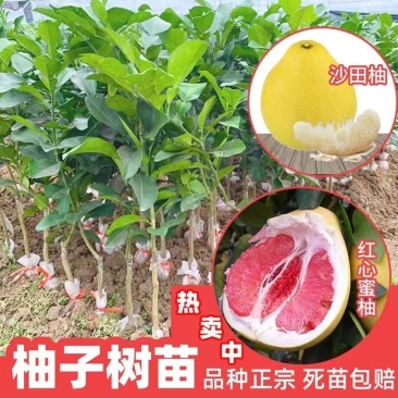 广西沙田柚【红心蜜柚】南北方春季种植带土苗广西产地包邮