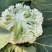 花菜大量上市山东聊城菜花花椰菜松花菜量大从优
