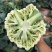 花菜大量上市山东聊城菜花花椰菜松花菜量大从优