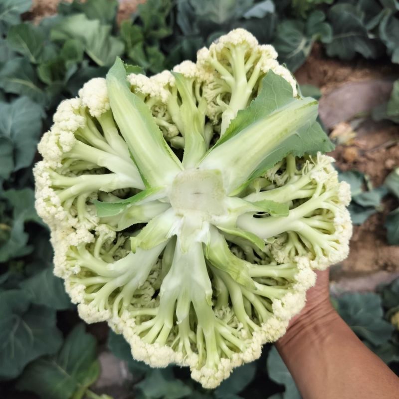 花菜大量上市山东聊城菜花花椰菜松花菜量大从优