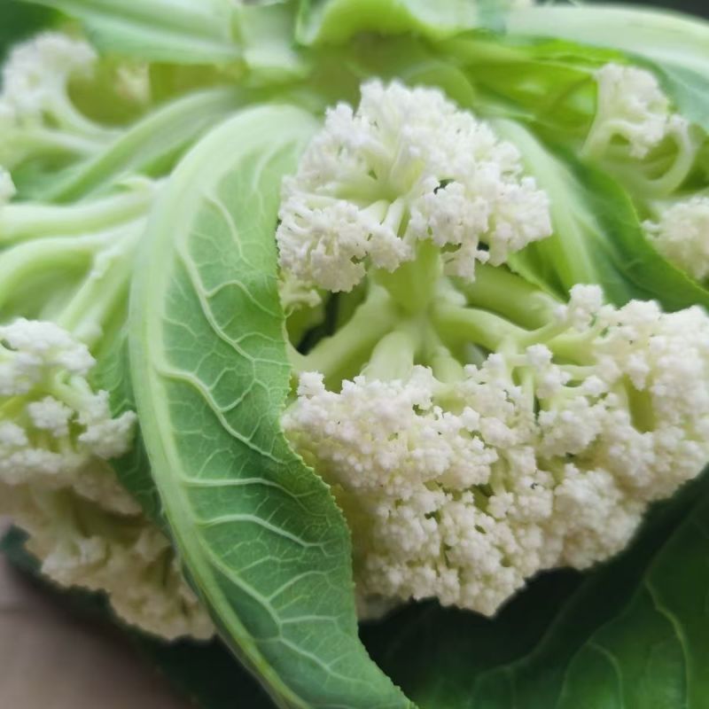 花菜大量上市山东聊城菜花花椰菜松花菜量大从优