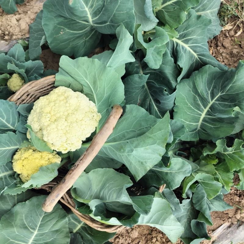 花菜大量上市山东聊城菜花花椰菜松花菜量大从优