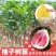 广西沙田柚【红心蜜柚】南北方春季种植带土苗广西产地包邮
