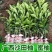 广西沙田柚【红心蜜柚】南北方春季种植带土苗广西产地包邮
