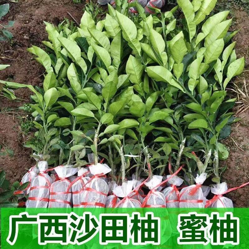 广西沙田柚【红心蜜柚】南北方春季种植带土苗广西产地包邮