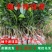 广西沙田柚【红心蜜柚】南北方春季种植带土苗广西产地包邮