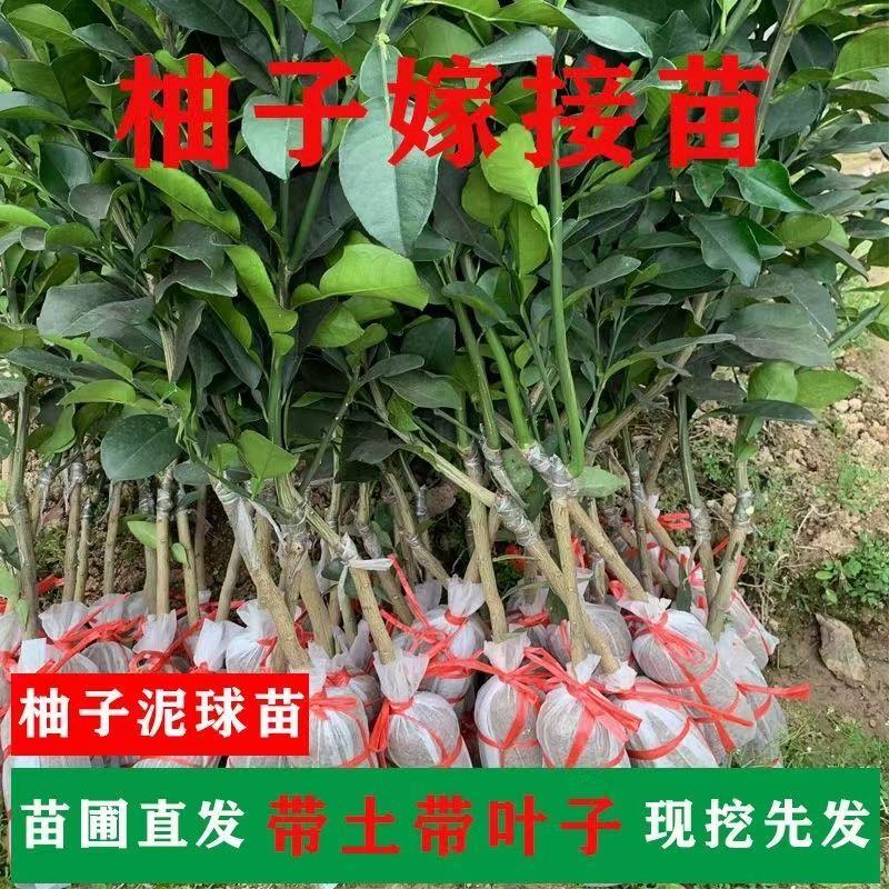 广西沙田柚【红心蜜柚】南北方春季种植带土苗广西产地包邮