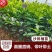 广西沙田柚【红心蜜柚】南北方春季种植带土苗广西产地包邮