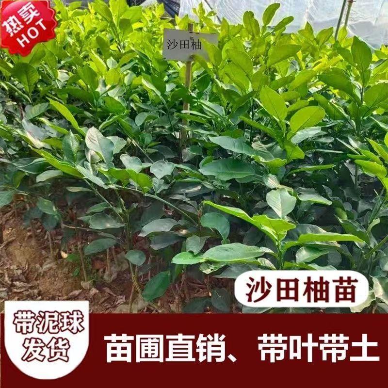广西沙田柚【红心蜜柚】南北方春季种植带土苗广西产地包邮