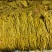 精品原味，红油香脆酸豆角厂家直发保保量！泡前新鲜泡后美味