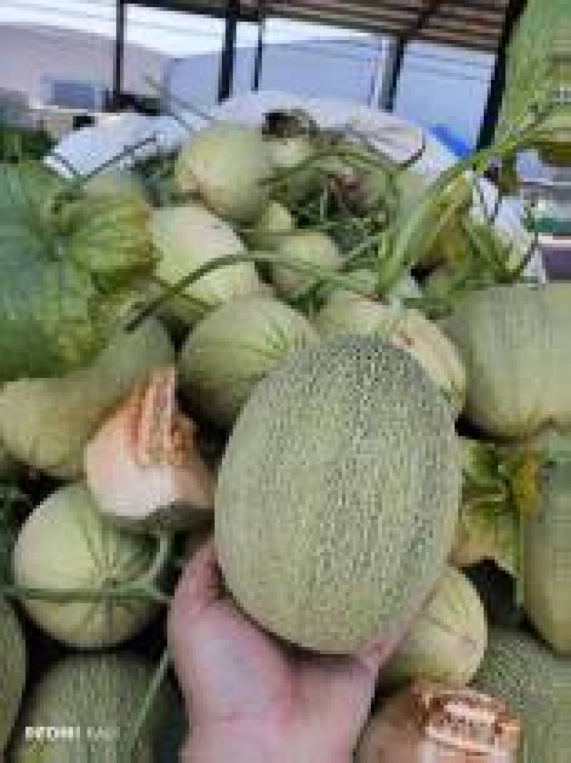 晓蜜25哈密瓜山东哈密瓜精品哈密瓜大量供应可视频看