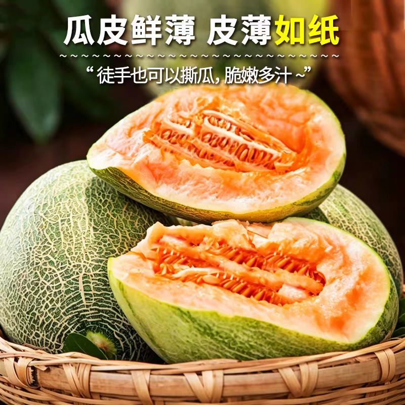 晓蜜25哈密瓜山东哈密瓜精品哈密瓜大量供应可视频看