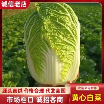 【推荐】黄心白菜大白菜山东果蔬基地直发保质保量