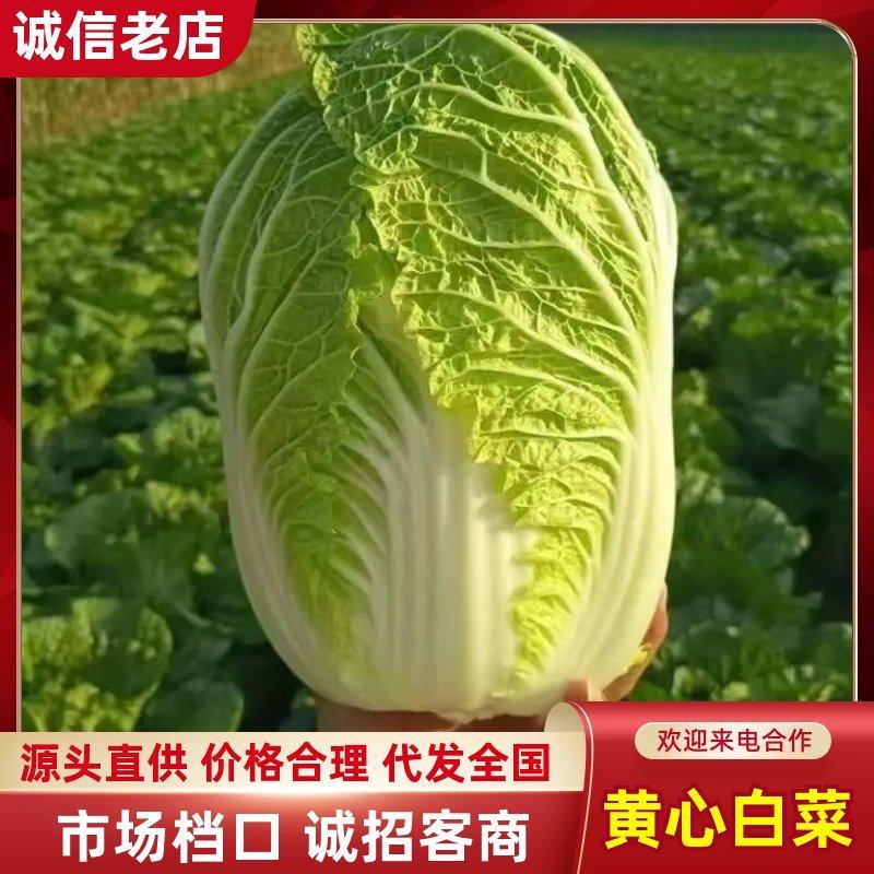 【推荐】黄心白菜大白菜山东果蔬基地直发保质保量