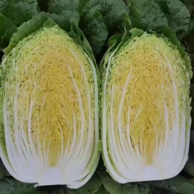 【推荐】黄心白菜大白菜山东果蔬基地直发保质保量