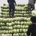 【推荐】黄心白菜大白菜山东果蔬基地直发保质保量