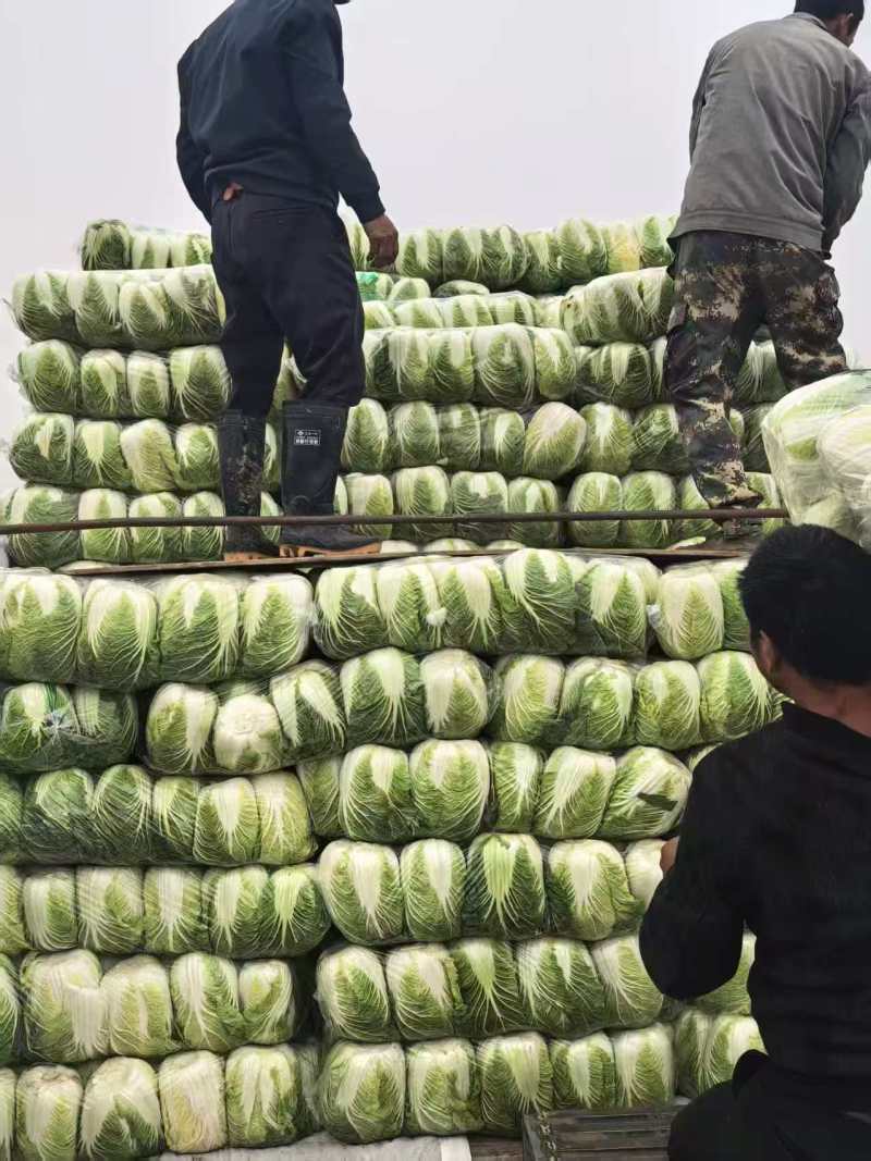 【推荐】黄心白菜大白菜山东果蔬基地直发保质保量
