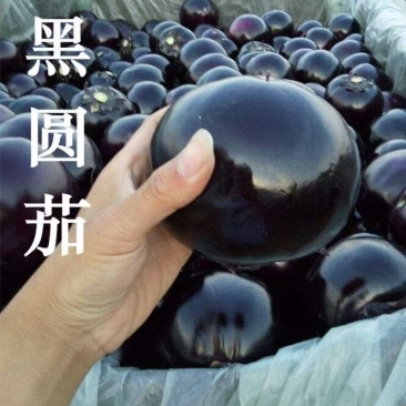 紫光圆茄黑圆茄山东聊城本地圆茄子大量出货现摘现发