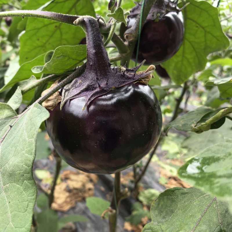 紫光圆茄黑圆茄山东聊城本地圆茄子大量出货现摘现发