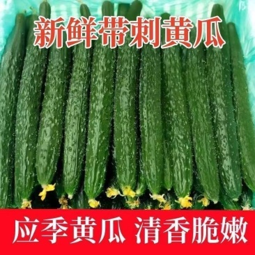 优质黄瓜山东密刺黄瓜一手货源绿瓤高品质大黄瓜
