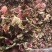 无花果片