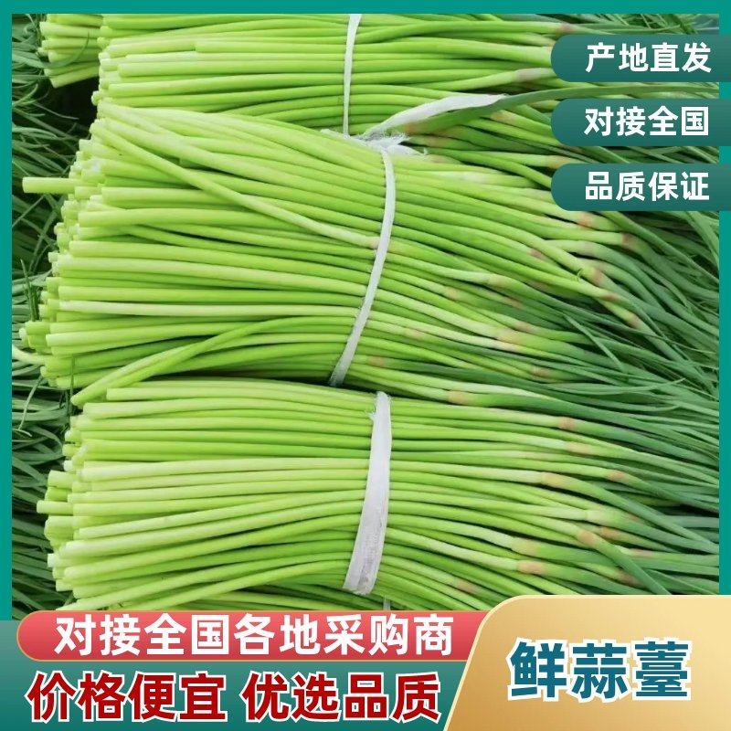 【红帽蒜薹】山东聊城鲜蒜薹产地直发蒜台货量充足