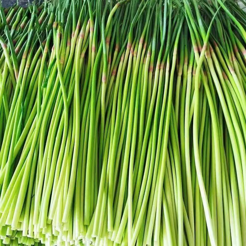 【红帽蒜薹】山东聊城鲜蒜薹产地直发蒜台货量充足