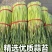 【红帽蒜薹】山东聊城鲜蒜薹产地直发蒜台货量充足