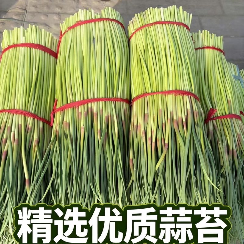 【红帽蒜薹】山东聊城鲜蒜薹产地直发蒜台货量充足