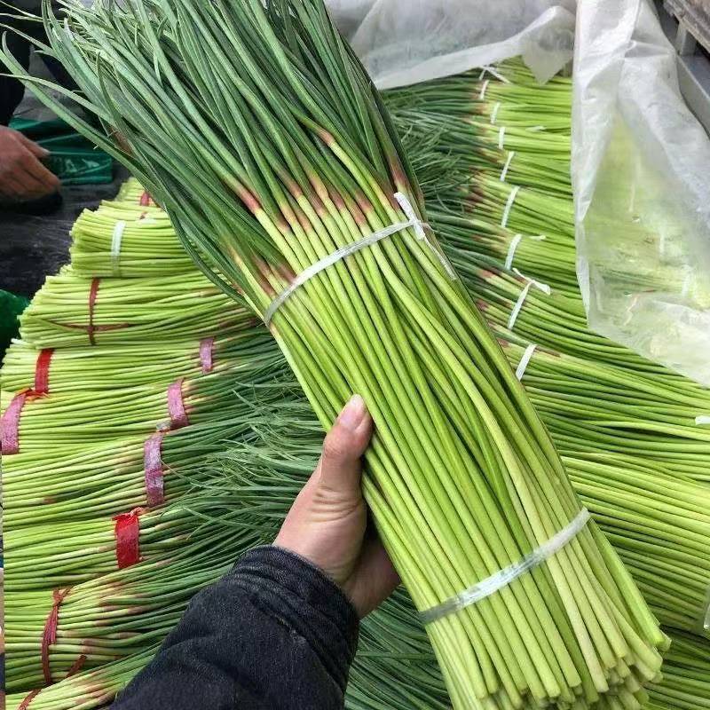 【红帽蒜薹】山东聊城鲜蒜薹产地直发蒜台货量充足