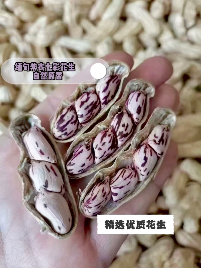 缅甸紫衣七彩花生带壳干花生，颗粒饱满炒货/零食专用