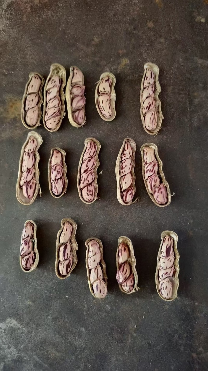 缅甸紫衣七彩花生带壳干花生，颗粒饱满炒货/零食专用