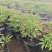 芍药