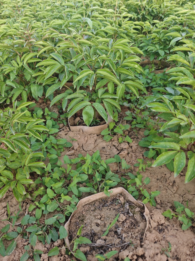 芍药