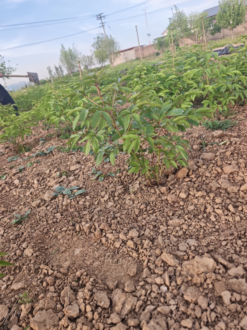 芍药
