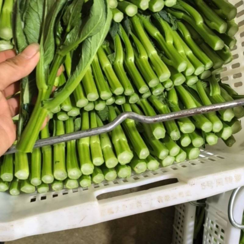 精品菜心